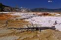 053 yellowstone, mammoth hot springs, upper terraces